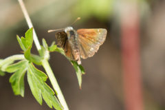 Piruna pirus