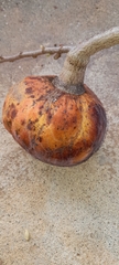 Annona reticulata