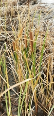 Typha capensis