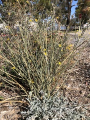 Asclepias subulata