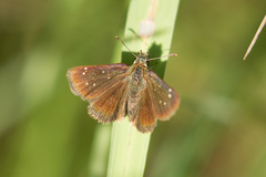 Piruna pirus