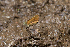 Piruna pirus