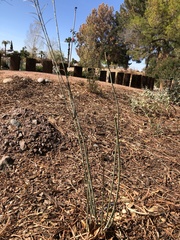 Asclepias subulata