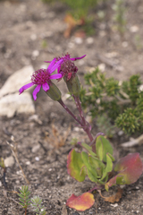 Senecio cymbalarifolius