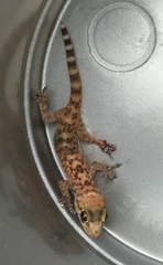 Hemidactylus turcicus