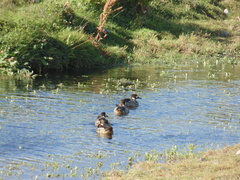 Speculanas specularis