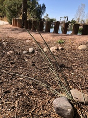 Asclepias subulata