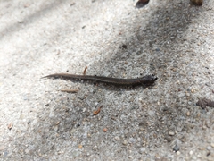 Batrachoseps attenuatus