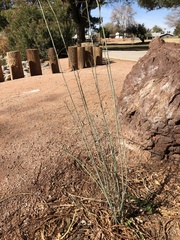 Asclepias subulata