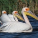 Great White Pelican - Photo (c) Luca Boscain, some rights reserved (CC BY-NC), uploaded by Luca Boscain