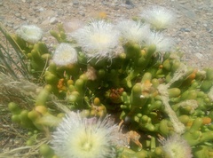 Mesembryanthemum hypertrophicum