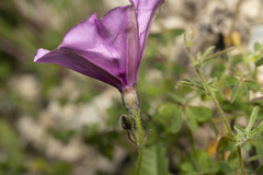 Convolvulus althaeoides althaeoides