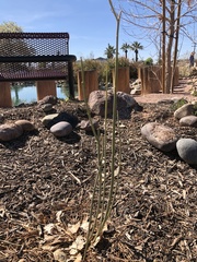 Asclepias subulata