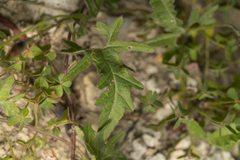 Convolvulus althaeoides althaeoides