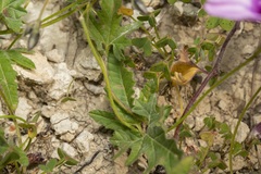Convolvulus althaeoides althaeoides