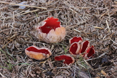 Sarcoscypha austriaca