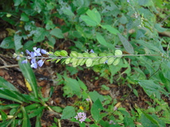 Hebecarpa rivinifolia