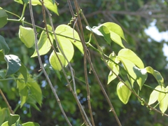 Passiflora platyloba