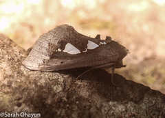 Antiophlebia bracteata