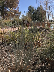 Asclepias subulata
