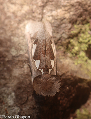 Antiophlebia bracteata
