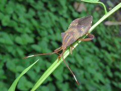 Melucha phyllocnemis