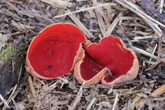 Sarcoscypha austriaca