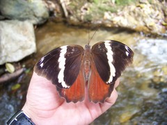 Opsiphanes quiteria