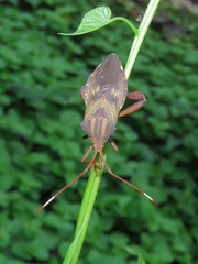 Melucha phyllocnemis