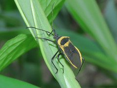 Laminiceps fenestratus