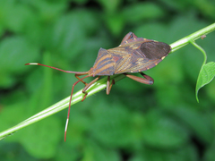 Melucha phyllocnemis