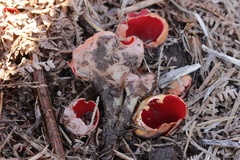 Sarcoscypha austriaca