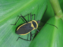 Laminiceps fenestratus