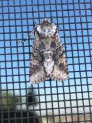 Lacinipolia olivacea