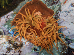 Pseudactinia