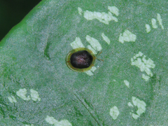 Charidotis furunculus