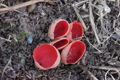 Sarcoscypha austriaca