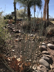 Asclepias subulata