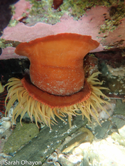 Pseudactinia