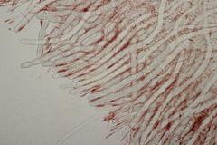 Sarcoscypha austriaca