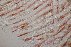 Sarcoscypha austriaca