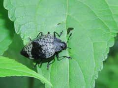 Cypherotylus tigrinus