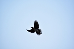 Streptopelia chinensis