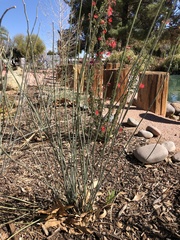 Asclepias subulata
