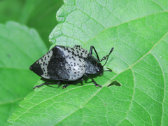 Cypherotylus tigrinus