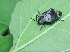 Cypherotylus tigrinus