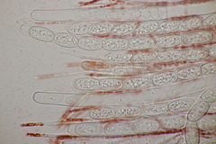 Sarcoscypha austriaca