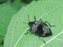 Cypherotylus tigrinus