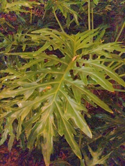 Thaumatophyllum bipinnatifidum