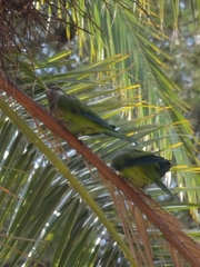 Myiopsitta monachus